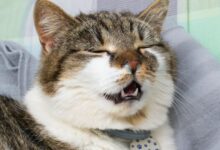 Can cats catch colds? | Avon Vets