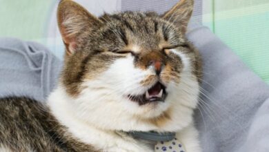 Can cats catch colds? | Avon Vets
