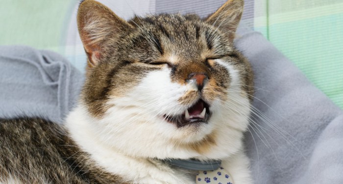 Can cats catch colds? | Avon Vets