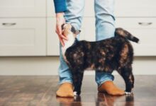 How to Deal With Attention-Seeking Cats: Vet-Reviewed Signs, Causes ...