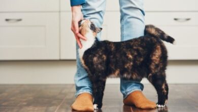 How to Deal With Attention-Seeking Cats: Vet-Reviewed Signs, Causes ...