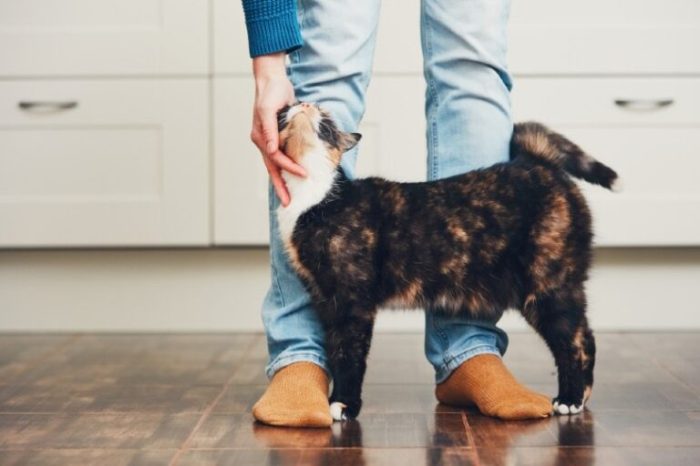 How to Deal With Attention-Seeking Cats: Vet-Reviewed Signs, Causes ...