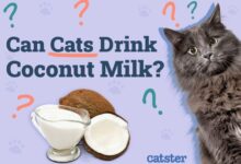 How To Make A Cat Drink at William Woodard blog