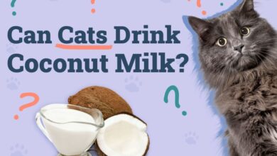 How To Make A Cat Drink at William Woodard blog