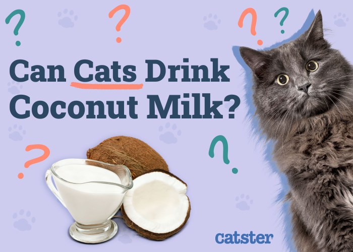 How To Make A Cat Drink at William Woodard blog
