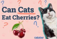 Should You Give Your Cat Cherries To Eat | Proof Study
