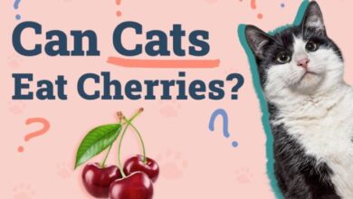 Should You Give Your Cat Cherries To Eat | Proof Study