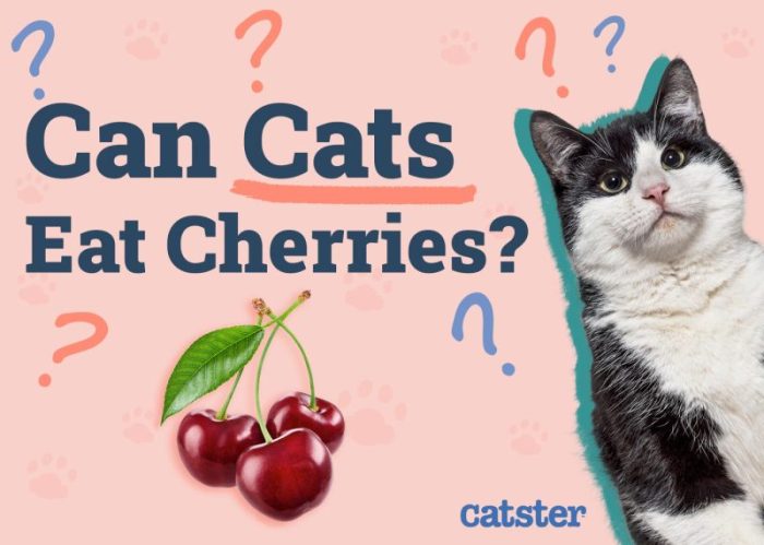 Should You Give Your Cat Cherries To Eat | Proof Study