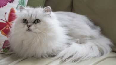 Chantilly tiffany cat breed