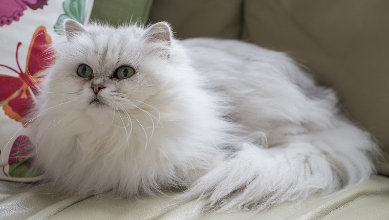 Chantilly tiffany cat breed