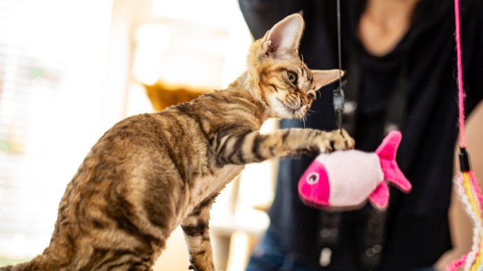 Best Kitten Toys