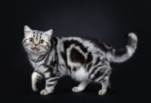 Types Of Tabby Coat Patterns at Aurea Williams blog