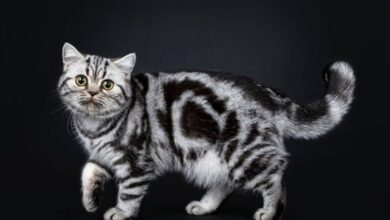 Types Of Tabby Coat Patterns at Aurea Williams blog