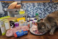 7 Best Cat Foods for Indoor Cats — Our Top Picks