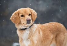 Dog and cat similarities