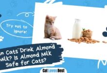 Can Cats Drink Almond Milk? Vet Approved Nutrition Facts - Catster