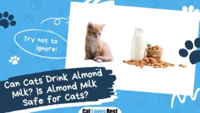 Can Cats Drink Almond Milk? Vet Approved Nutrition Facts - Catster
