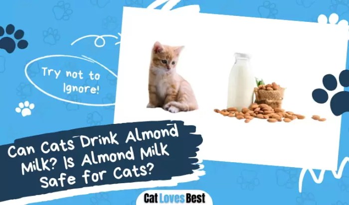 Can Cats Drink Almond Milk? Vet Approved Nutrition Facts - Catster