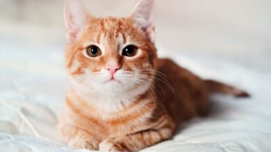 Cats types of worms
