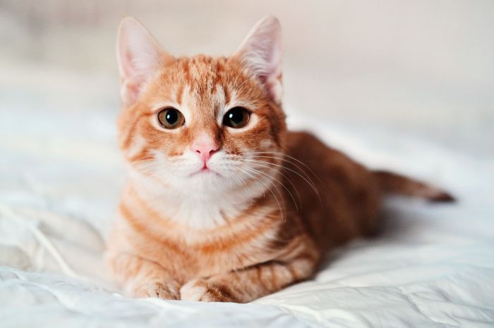 Cats types of worms