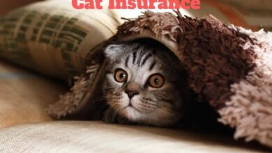 How to Find the Best Cat Insurance - OliveKnows