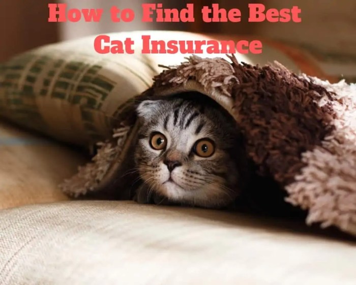 How to Find the Best Cat Insurance - OliveKnows