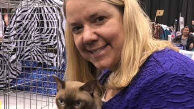 Tonkinese – Traditional Siamese Kittens For Sale – Kittentanz