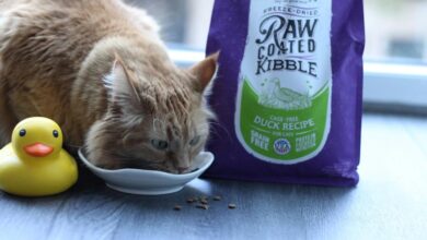 Freeze Dried Duck Cat Food | Raw Cat Food | Fresh Is Best®