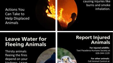 Los Angeles Fires: We Are All In This Together - International Bird Rescue