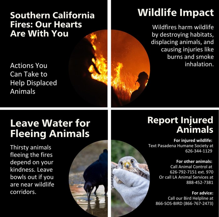 Los Angeles Fires: We Are All In This Together - International Bird Rescue