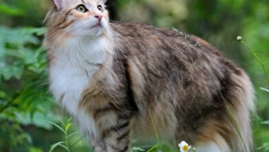 Norwegian Forest Cat Breed Health and Care | PetMD