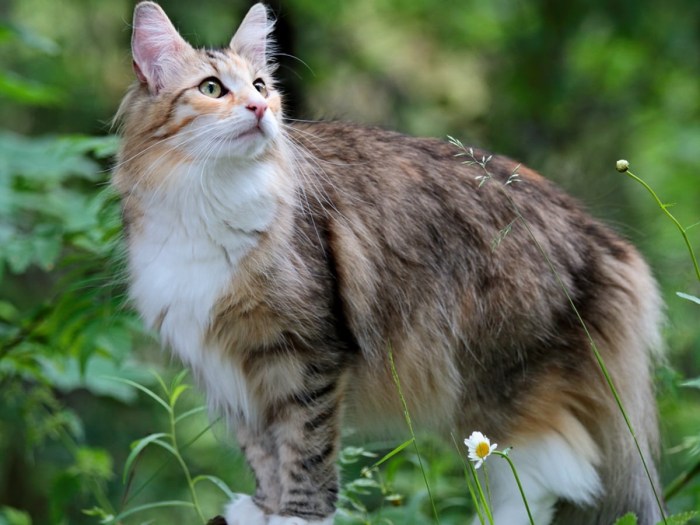 Norwegian Forest Cat Breed Health and Care | PetMD