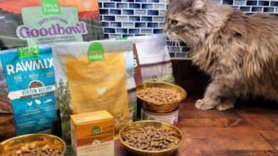 The 8 Best Cat Foods In India - Cats.com