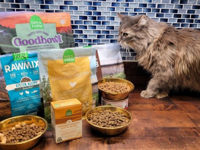 The 8 Best Cat Foods In India - Cats.com