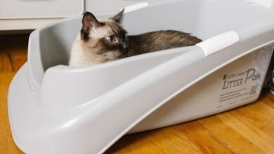 10 Best Cat Litter Boxes in Canada (2026) - Reviews and Top Picks - Catster