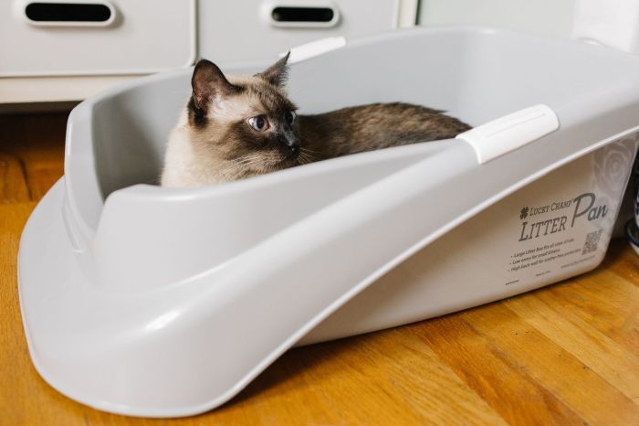 10 Best Cat Litter Boxes in Canada (2026) - Reviews and Top Picks - Catster