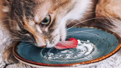 Can Cats Eat Cheese? All You Need To Know - The Pet Staff
