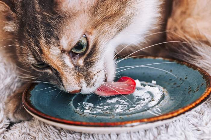 Can Cats Eat Cheese? All You Need To Know - The Pet Staff