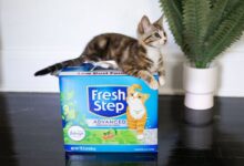 Best odor control cat litter for multiple cats