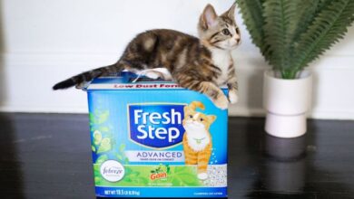 Best odor control cat litter for multiple cats