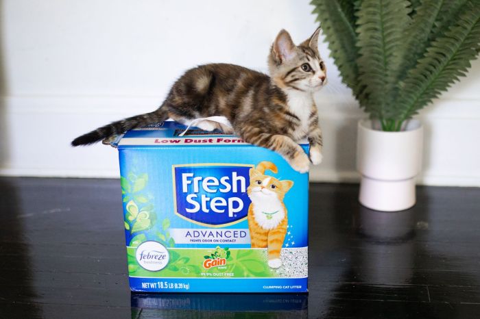 Best odor control cat litter for multiple cats