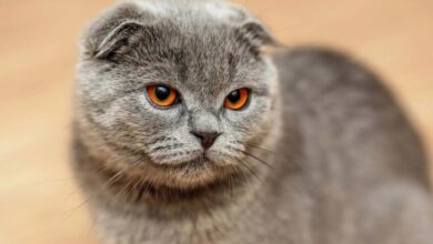 Tomcat Jowls / Cheeks in Male Cats