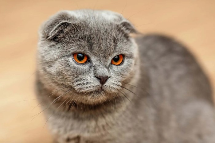 Tomcat Jowls / Cheeks in Male Cats