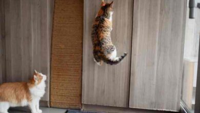 Are Laser Pointers Bad For Cats – What You should Know – FAQcats.com