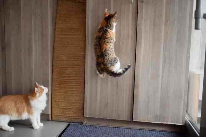 Are Laser Pointers Bad For Cats – What You should Know – FAQcats.com