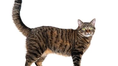 Tabby mackerel