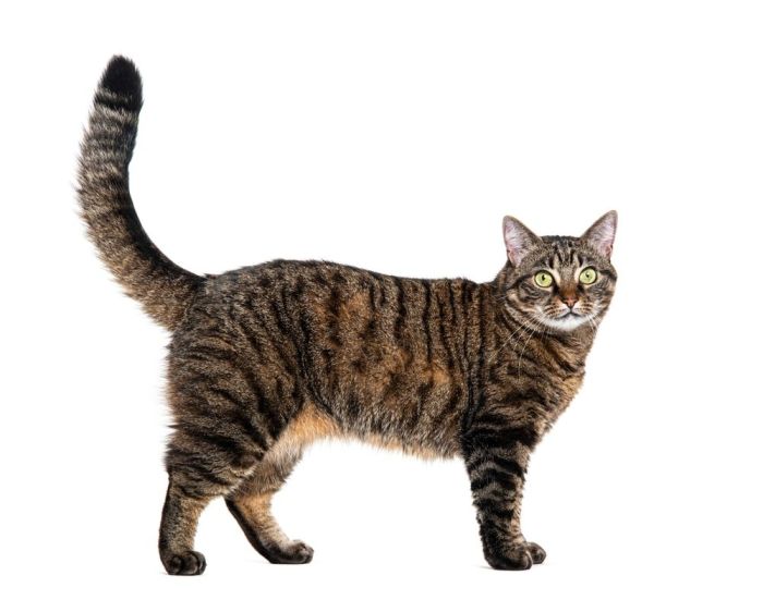 Tabby mackerel
