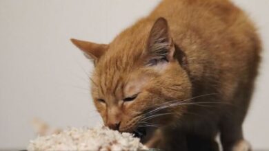 Can Cats Eat Chicken Liver? - Cats.com