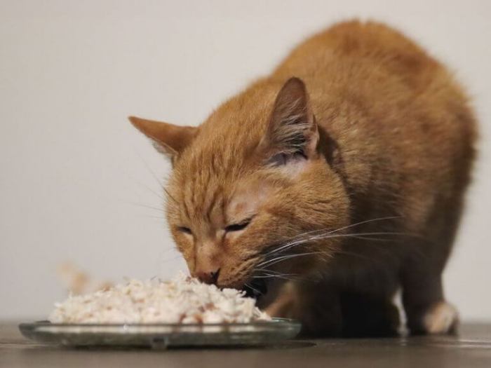 Can Cats Eat Chicken Liver? - Cats.com