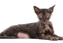 16 Weird Cat Breeds You'll Still Love I Discerning Cat